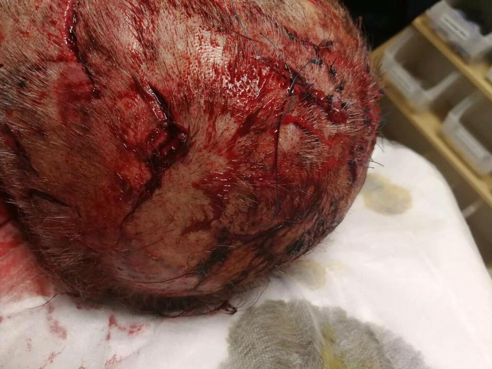 Джамбазки показа кървави СНИМКИ 21+ от геноцида срещу белите фермери в Южна Африка! Това, което написа смрази всички