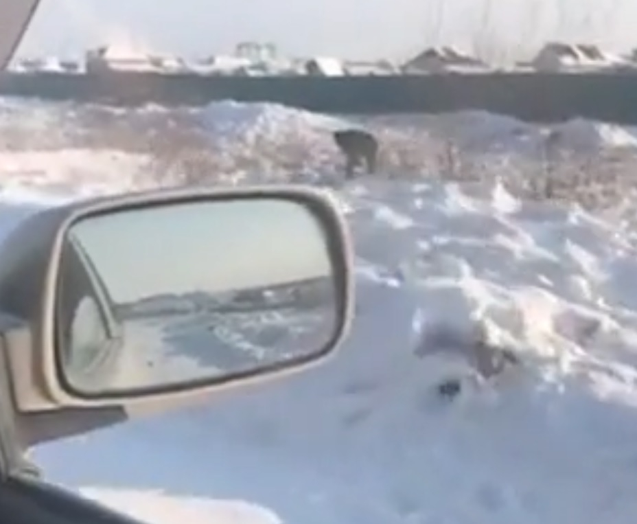 Ан-12 изсипа 9 тона кюлчета в Якутск, местните се юрнаха да ги събират по полето (ВИДЕО)