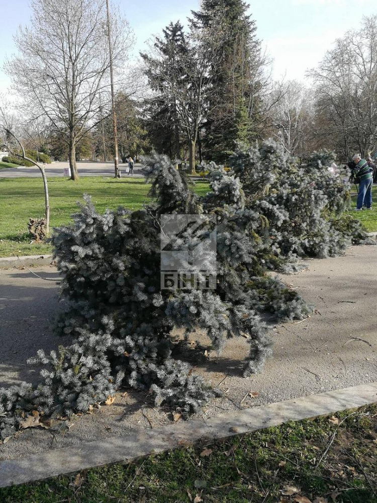 С очите на очевидец: Вижте щетите от стихийния вятър, обрулил София (ГАЛЕРИЯ)
