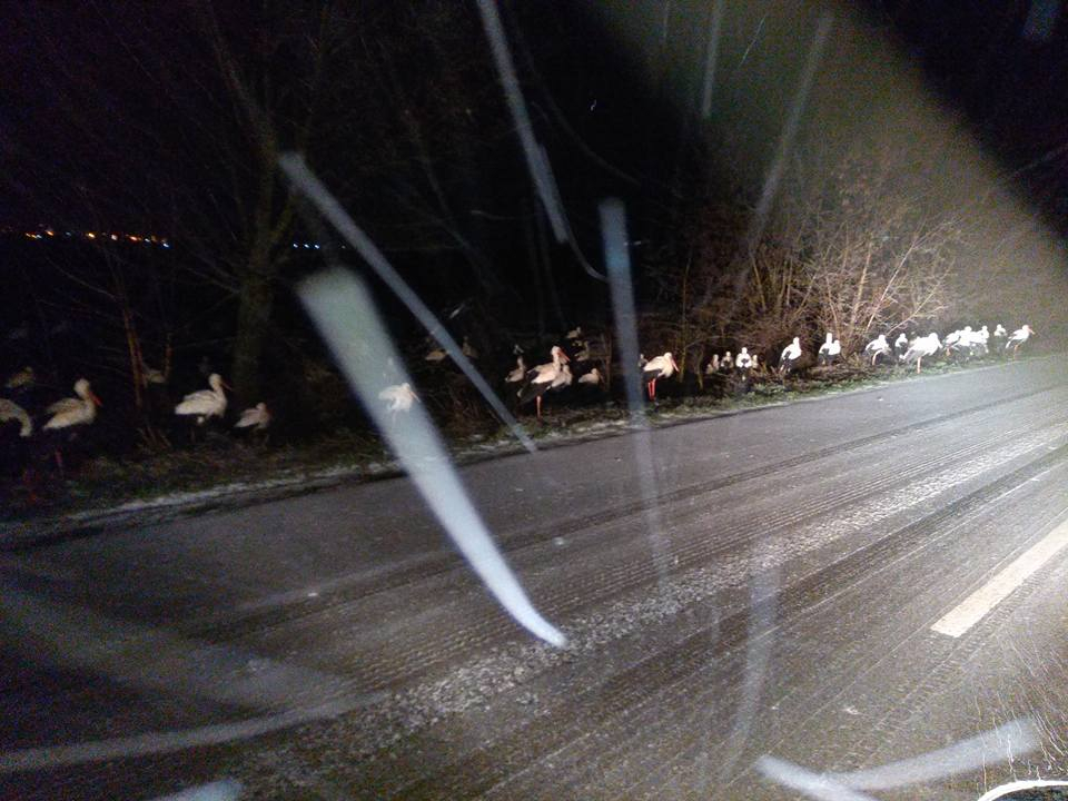 Времето шашна щъркелите! Цели ята нахлуват в къщите на хорaта, спят по леглата им! (СНИМКИ)