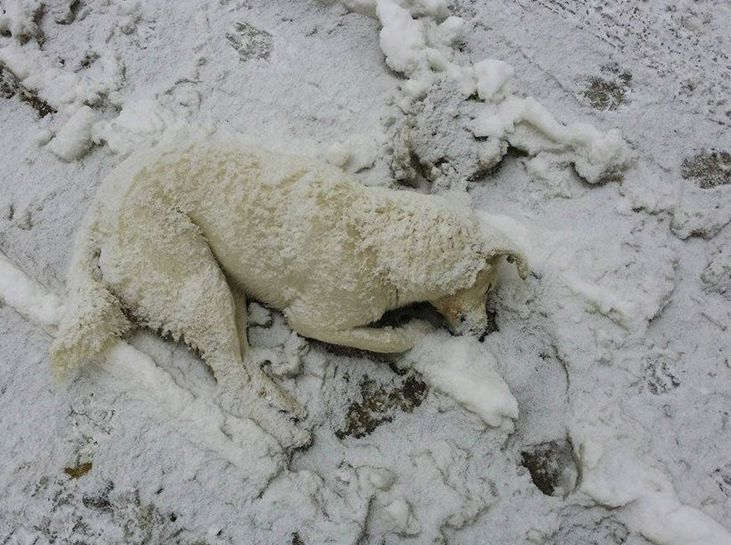 В Исперих е като във филм на ужасите, трупове на мъртви кучета осеяха улиците на града (СНИМКИ 18+)