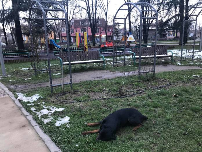 Агресивен ротвайлер нападна три момчета в Казанлък, наложи се да го упоят (СНИМКИ)