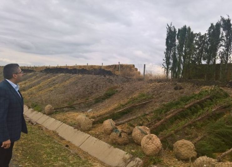 Кипарисите на „Тракия“ пострадаха от крадливи набези, възстановяват ги с държавни пари 