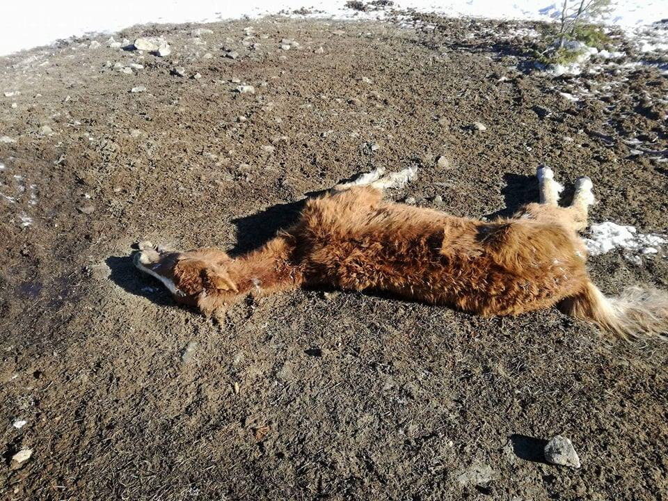 Тази потресаваща гледка не е за хора със слаби нерви! Коне умират от глад ето на това място в България (СНИМКИ 18+) 