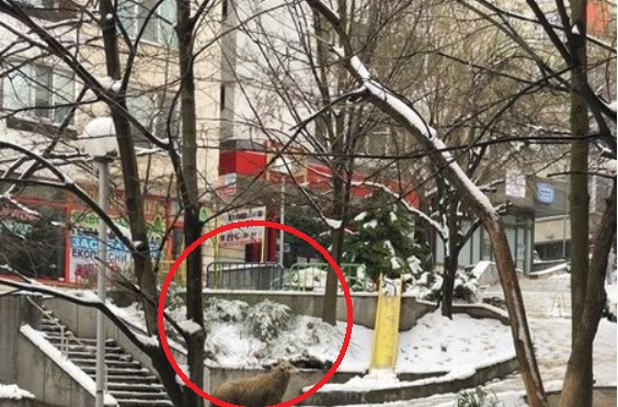 Такова животно не беше виждано в центъра на Шумен от незапомнени времена (СНИМКИ)