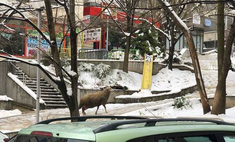 Такова животно не беше виждано в центъра на Шумен от незапомнени времена (СНИМКИ)
