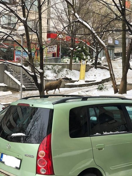 Такова животно не беше виждано в центъра на Шумен от незапомнени времена (СНИМКИ)