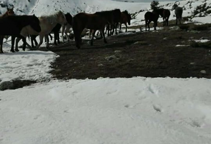 Притичват се на помощ на бедстващите коне в Осоговската планина