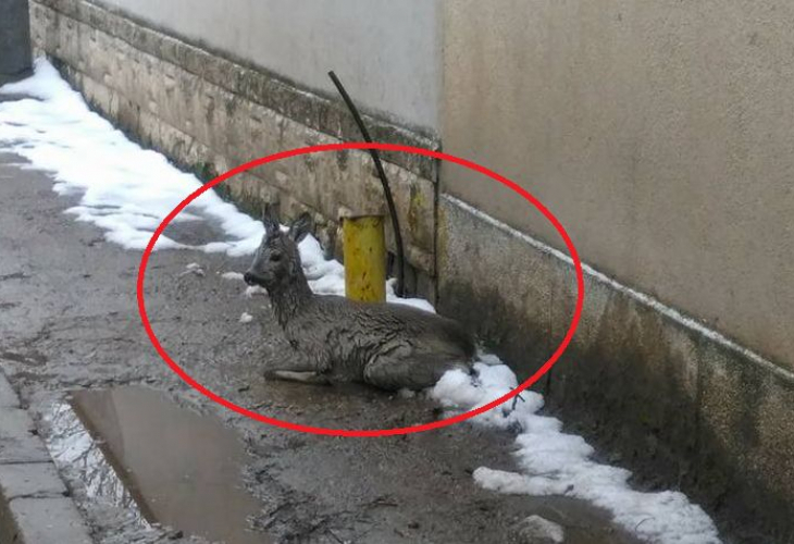 Това е спасителят на сърничката в София, който разтопи цяла България с постъпката си (СНИМКА)