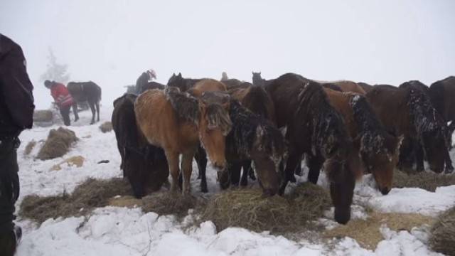 Първо уволнение след скандала с уморените от глад и студ коне в Осоговската планина 