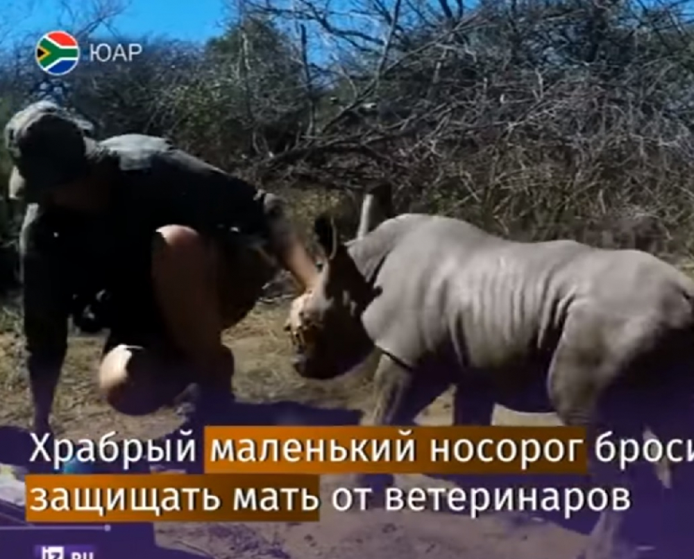 Смел малък носорог се втурна да защитава майка си от ветеринарните лекари (ВИДЕО)