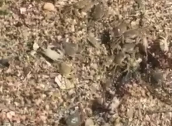 Невиждано явление на плажа край Бургас (ВИДЕО)