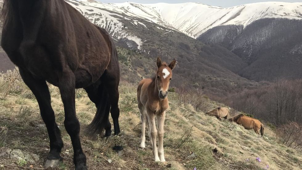 Чудо на Великден! Конче се роди в стадото, бедствало в Осоговската планина (ВИДЕО)