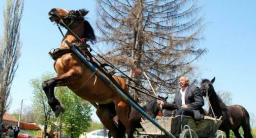 Ужас в Сандански! Кон заби зъби в гушата на малко дете, изрита го свирепо в гърдите, а после...