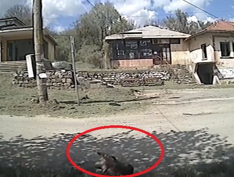 Брутални убийства в Драгоман: Смъртта застига жертвите за минути, а труповете им гният в... (СНИМКИ/ВИДЕО 18+)