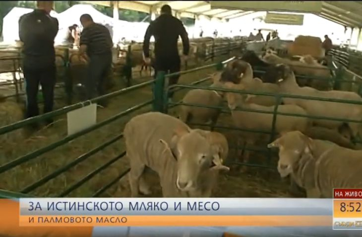 Овцевъдите се събраха на поредния национален събор (ВИДЕО)