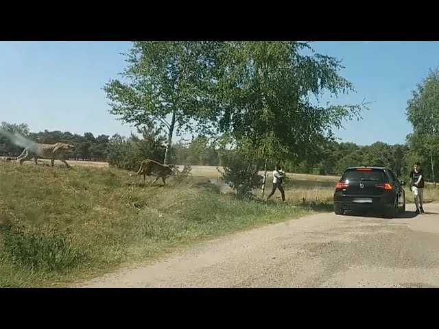 Гепарди подгониха семейство в сафари парк заради селфи (ВИДЕО)