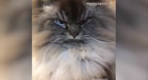 Котка, която сякаш олицетворява цялото зло на света, разсмя мрежата (ВИДЕО)