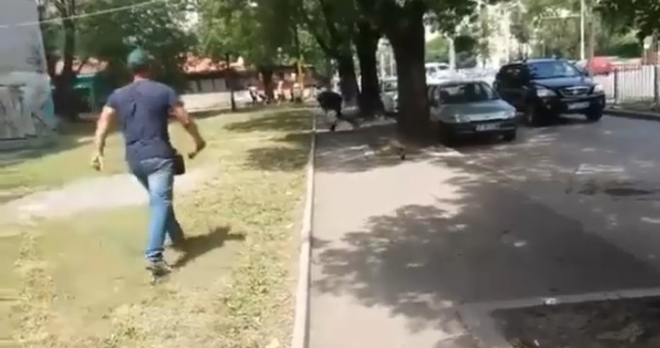 Ужаси на Хичкок в София: Гарвани яростно кълват човек посред бял ден на улицата (ВИДЕО)