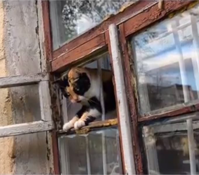 Котка предателка изобличи любовница и издаде длъжник на алименти на колекторите (ВИДЕО)