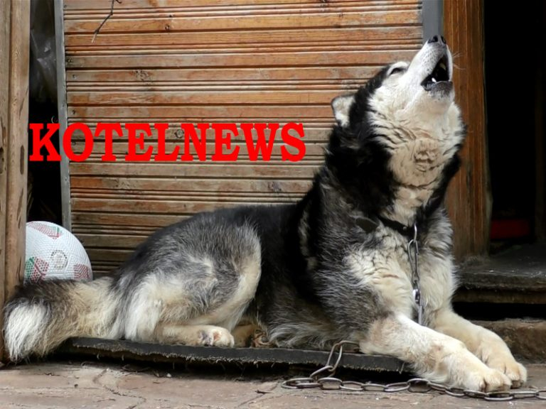 Кучето Аляска се превърна в атракцията на Котел навръх 2 юни! Когато сирените започнаха да вият, четириногото... (ВИДЕО)