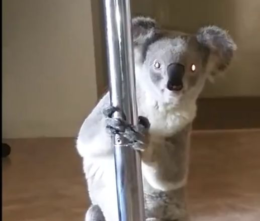 ВИДЕО с коала изуми света