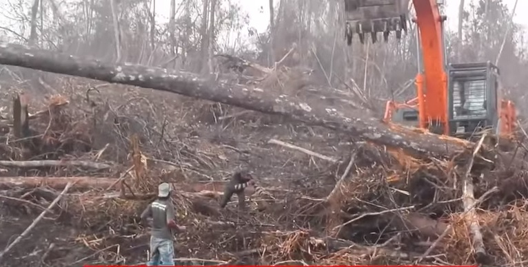 Природата отвръща на удара: Орангутан срещу булдозер (ВИДЕО)