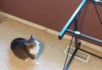 Социалните мрежи полудяха по това ВИДЕО с изненадана котка