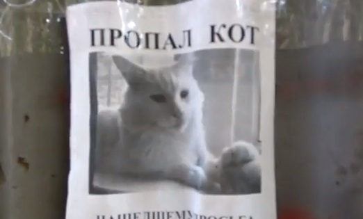Оптична илюзия с изчезнала котка, гледаща минувачите, взриви мрежата (ВИДЕО)