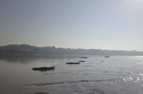 Десетки крокодили окупираха брега на австралийска река (ВИДЕО)