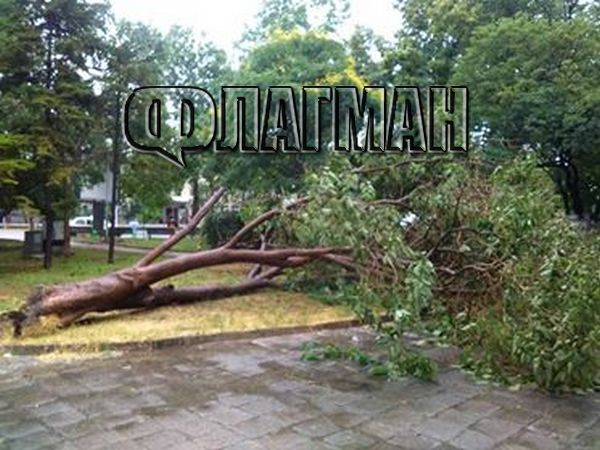 Ужасът в Бургас не спира! Дърво отново падна, жена е премазана и е в много тежко състояние (СНИМКИ)