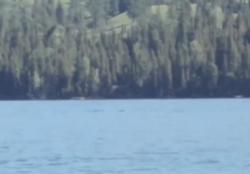 Загадъчно същество, наподобяващо чудовището от Лох Нес, изплува в китайско езеро (ВИДЕО)