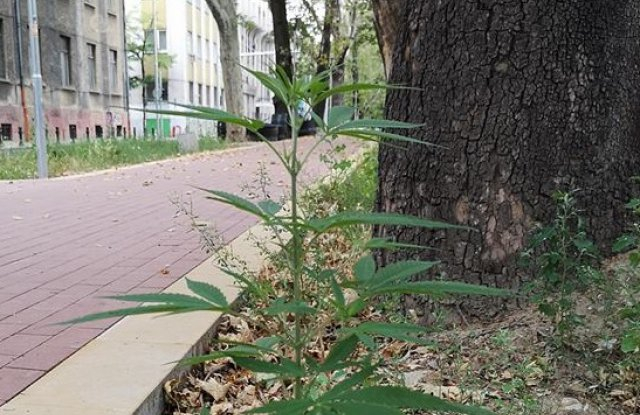 А, каква е тази трева на пловдивски булевард? Май е... (СНИМКА)