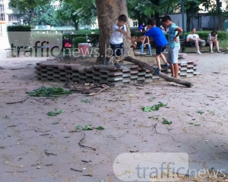 Ужас в Пловдив: Клон се отчупи, започна да пада над главата на дете и... (СНИМКИ)