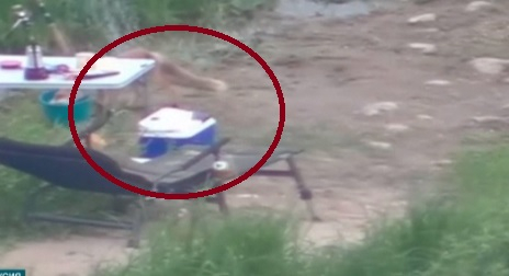 Куриозно ВИДЕО: Лисица обра рибари в Литва!