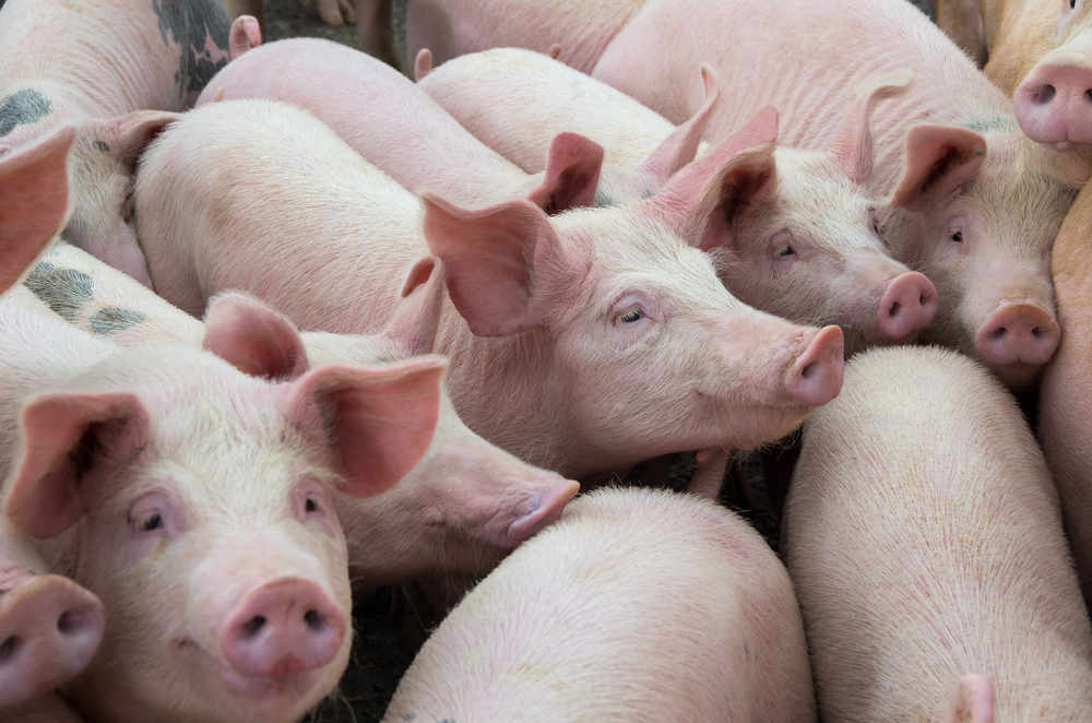 БАБХ забранява вноса на продукти от свинско месо за лична консумация заради африканската чума