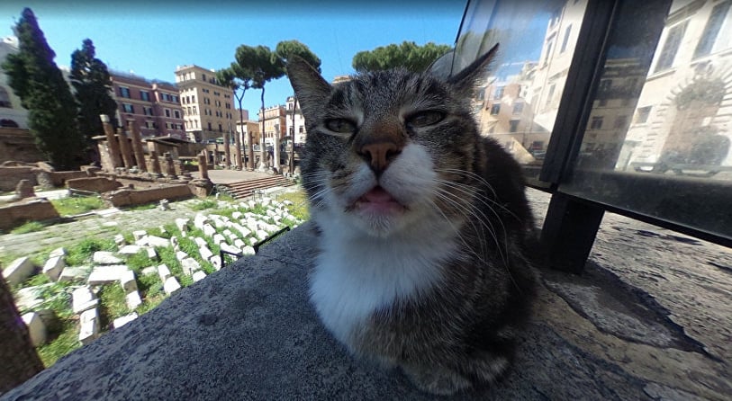 Котка се избъзика с Google и стана световноизвестна 