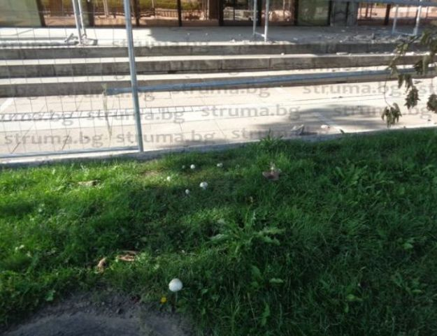 Нещо красиво, но опасно се появи в центъра на Благоевград (СНИМКА)