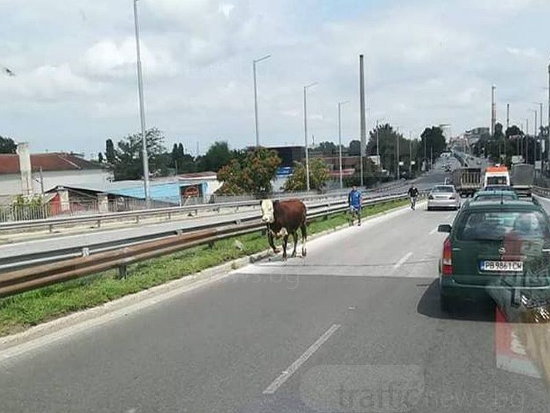 Корида! Роми погнаха бик из пловдивските улици!