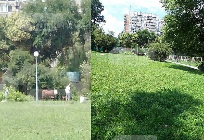 Драмата с избягалия бик в Пловдив не спира, ромите се решиха да...