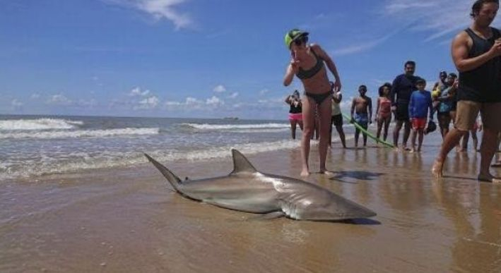 Американка се бори 2 часа с огромна акула, но накрая надделя и... (СНИМКИ/ВИДЕО)