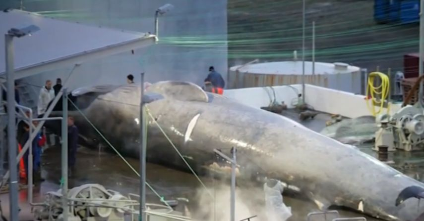 За първи път от 40 години: Уловиха най-голямото чудовище на света (СНИМКИ/ВИДЕО)