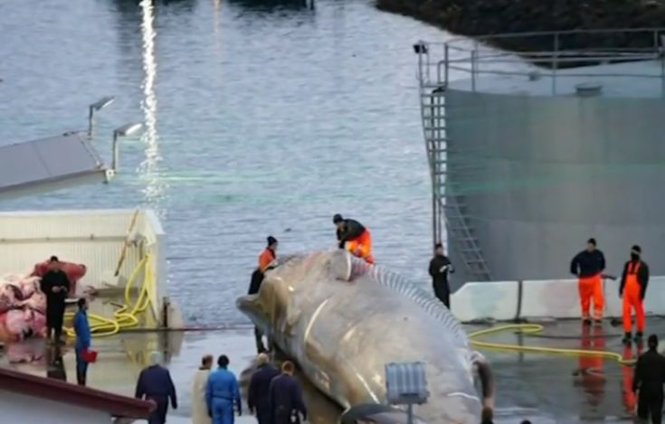 За първи път от 40 години: Уловиха най-голямото чудовище на света (СНИМКИ/ВИДЕО)