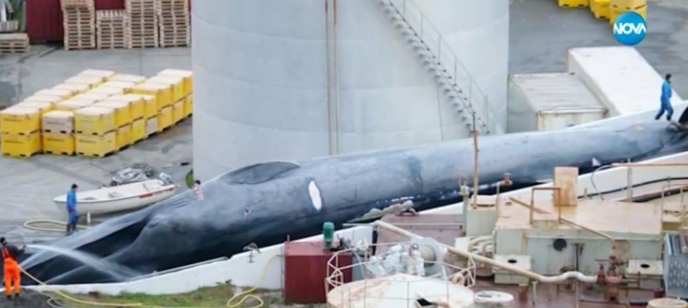 За първи път от 40 години: Уловиха най-голямото чудовище на света (СНИМКИ/ВИДЕО)