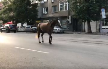 Само в БЛИЦ! Зрелище в София! Шофьори и минувачи гледат и не вярват на очите си какво прави тази патрулка (СНИМКИ/ВИДЕО)