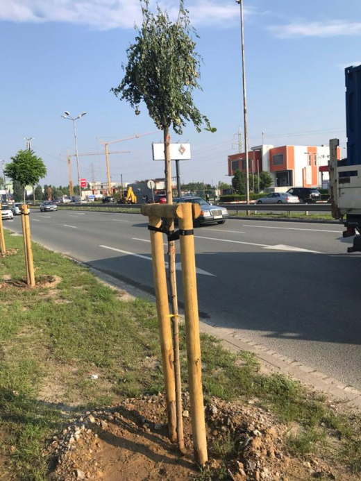 Нито една камера не е заснела невижданата простотия с отрязаните фиданки край Околовръстното, която вбеси Фандъкова