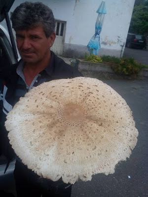 Родопчанин се разходи в гората над село Изгрев и попадна на невиждана находка (СНИМКА)
