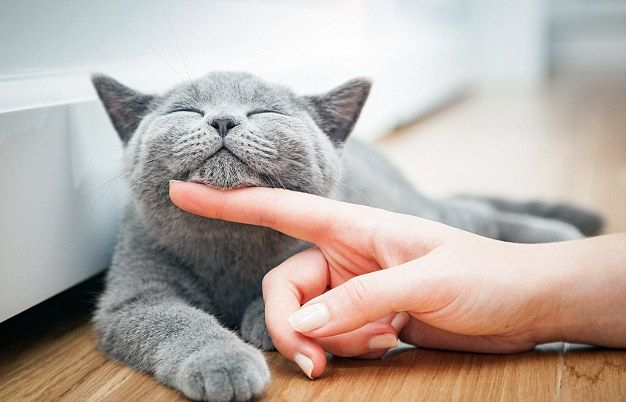 Уникално! Котешки паразит ни прави супербизнесмени и рискови играчи