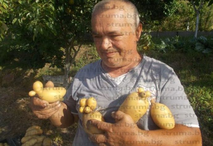 Ортаци от Кресна шашардисаха с тези зеленчуци, които извадиха от земята (СНИМКИ)