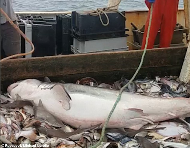 Рибари извадиха улова си с най-страшния звяр на морета и океани, а това, което последва, е смайващо (СНИМКИ/ВИДЕО) 